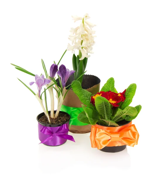 Pots avec les différentes fleurs, décorés par un ruban adhésif, isolés sur blanc — Photo