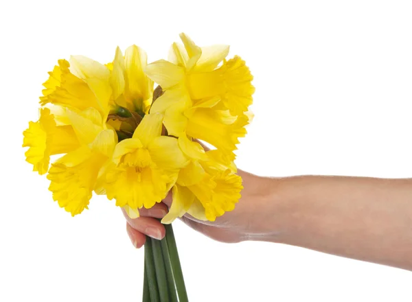 Profumo di narcisi gialli nella mano femminile, isolati su bianco — Foto Stock