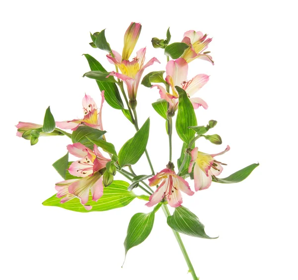 Fresh gentle branch of an alstroemeria isolated on white — Stock Photo, Image