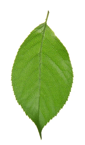 A folha verde cereja isolada em branco — Fotografia de Stock