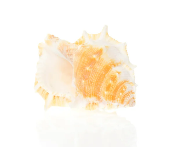 Seashell närbild isolerad på vit — Stockfoto