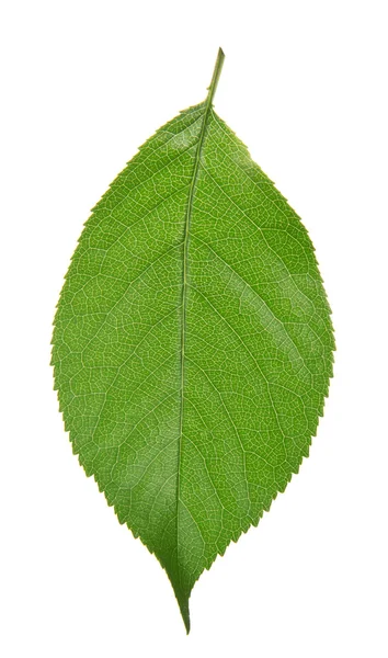 The cherry green leaf isolated on white Royalty Free Stock Images
