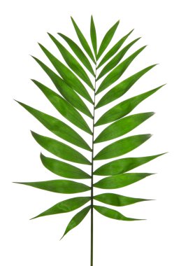 Yeşil yaprak palmiye ağacı (Howea) üzerinde beyaz izole