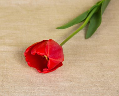 bir ehlileştirmek üzerinde kırmızı lale