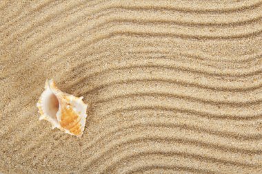 Deniz cockleshells kum üzerinde