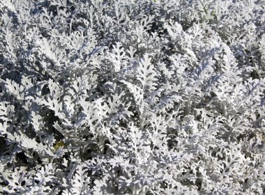 Dekoratif çim yataklar, arka plan