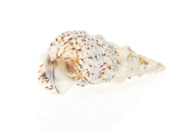 cockleshells üzerinde beyaz izole kapatmak