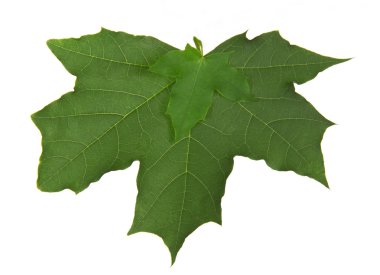 beyaz izole mükemmel yeşil akçaağaç yaprağı