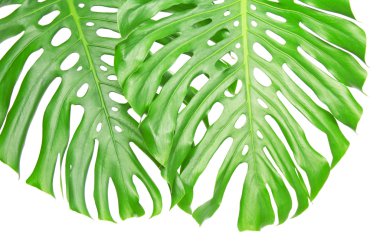 İki parlak tropikal yaprak delik üzerinde beyaz izole kapatmak