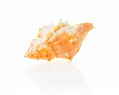 Seashell yakın çekim