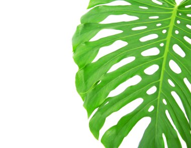 parlak tropikal yaprak üzerinde beyaz izole delikleri kapatın