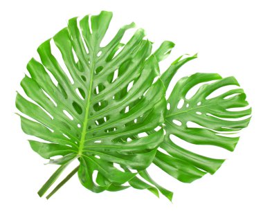 iki tropikal yaprak üzerinde beyaz izole