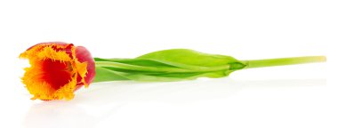 beyaz izole parlak Lale