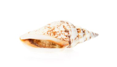 Seashell yakın çekim üzerinde beyaz izole
