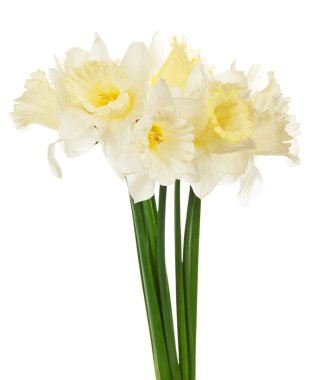 Beyaz narcissuses beyaz izole bahar buket