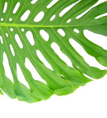 parlak tropikal yaprak üzerinde beyaz izole delikleri kapatın