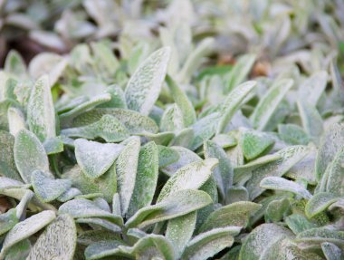 Dekoratif çim yataklar, arka plan