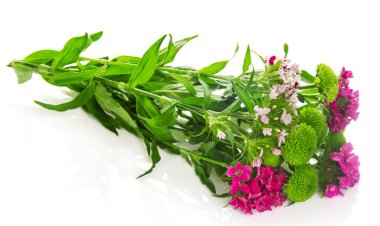 Branch of bright carnations and branch of the green chrysanthemums