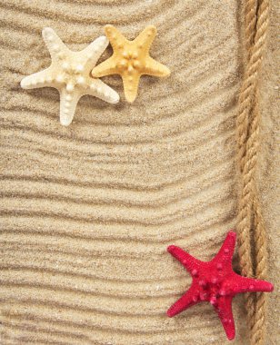 kum üzerinde çok hoş starfishes