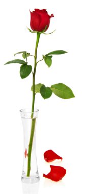 Red rose in vase and two petals isolated on white clipart