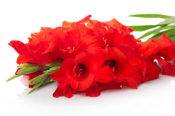 Rote Blüten isoliert auf weiß — Stockfoto