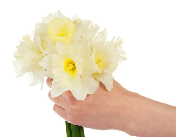 白で隔離され、白い水仙の花束を持つ女性の手 — ストック写真