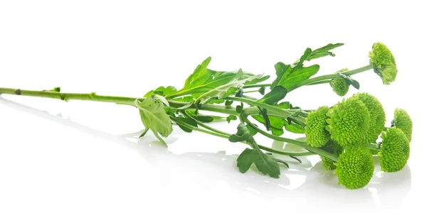 Branch of unusual green chrysanthemums isolated on white — Stock Photo, Image