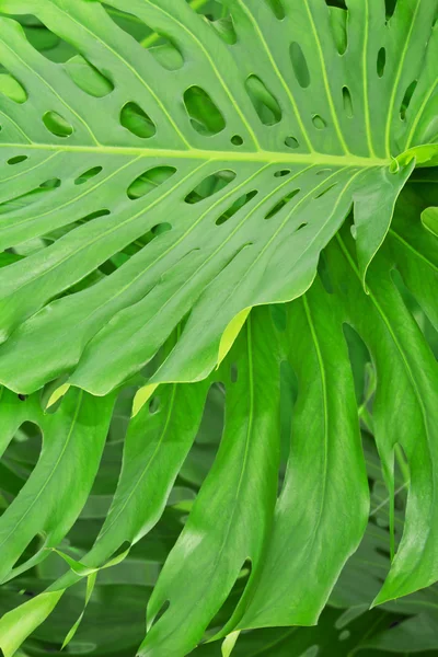 Groene tropische verlaat. achtergrond — Stockfoto