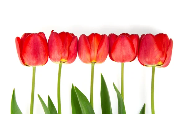 孤立在白色的五个新鲜红色郁金香 — 图库照片
