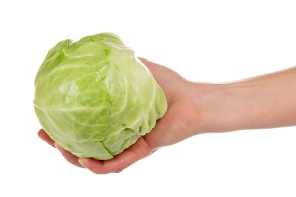 Head of a white cabbage in the female hand — Stock Photo, Image