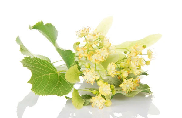 A foliage and flowers of linden isolated on a white — Stock Photo, Image