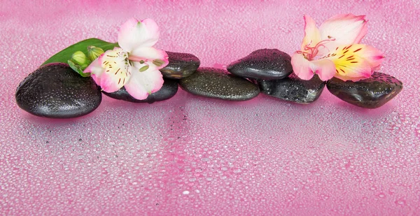 Piedras y la flor de una alstroemeria en gotas de agua, sobre un fondo rosa —  Fotos de Stock