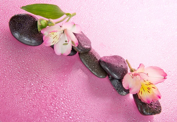 Stones and the flower of an alstroemeria in water drops, on a pink background — Stock Photo, Image