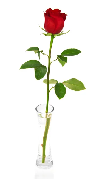 Rudá růže v transparentní váza izolovaných na bílém — Stock fotografie