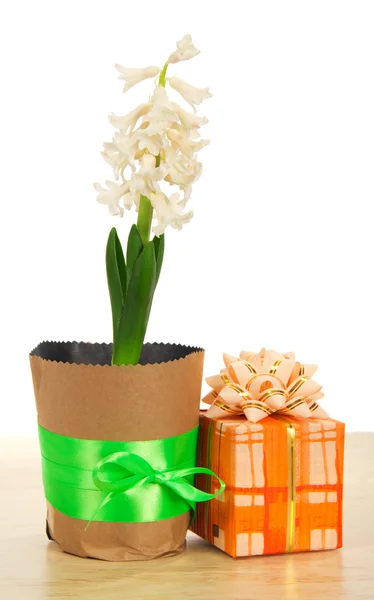 Hyacint med en presentförpackning på ett bord, isolerad på vit — Stockfoto