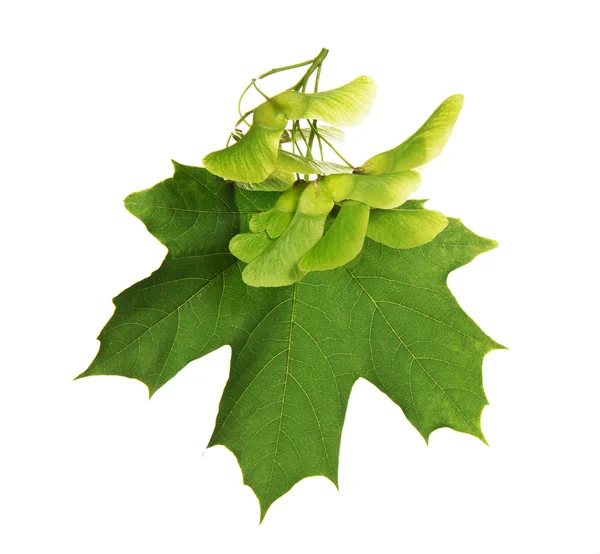 Leaf and the seeds of a maple isolated on white — Stock Photo, Image