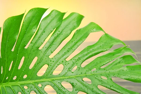 Tropische blad met water druppels tegen een daling — Stockfoto