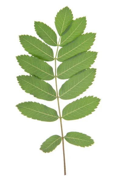 Лист суничного дерева ізольовано на білому — стокове фото