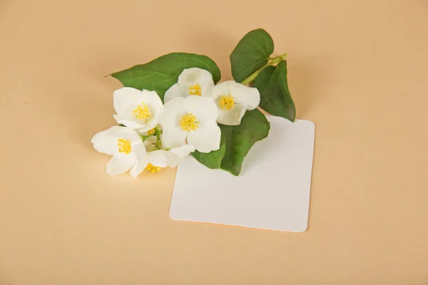 Delicadas flores olorosas de jazmín y tarjeta vacía, sobre un fondo beige —  Fotos de Stock