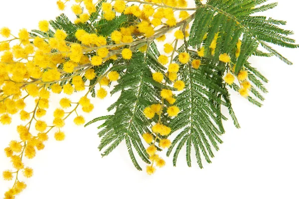 Mimosa branch close up, isolated on white — Stock Photo, Image