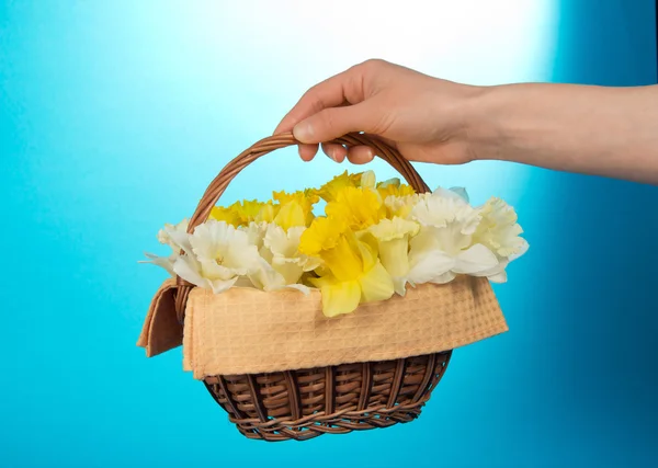 Panier avec narcisses dans une main féminine, sur le bleu — Photo