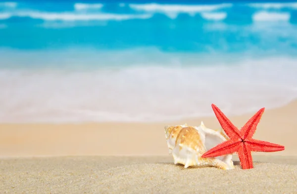 Velké umyvadlo a starfishes na mořském písku — Stock fotografie