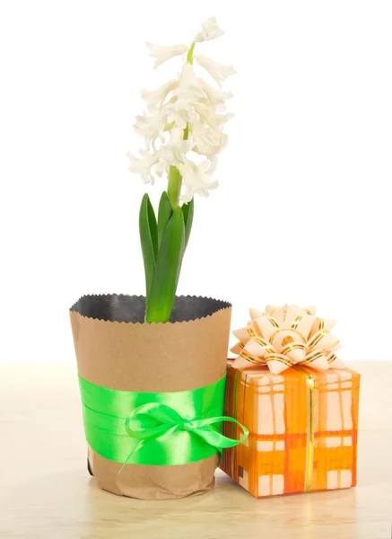 Hyacinth em um pote e um presente contra uma mesa, isolado em branco — Fotografia de Stock