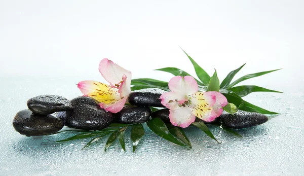 Blume einer Alstroemeria und Steine in Wassertropfen auf einem howea Blatt, auf grauem Hintergrund — Stockfoto