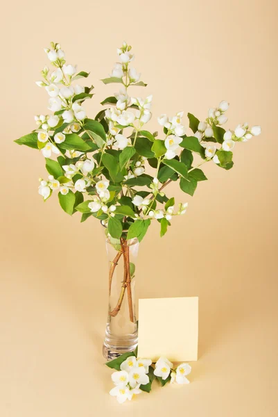 A jázmin, egy váza, és az üres kártya a levél bájos csokor — Stock Fotó