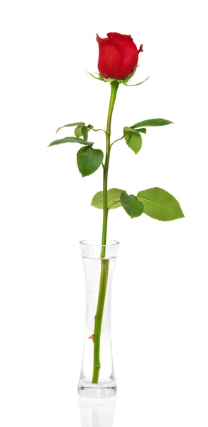 Rose rouge dans un vase Isolé sur blanc — Photo