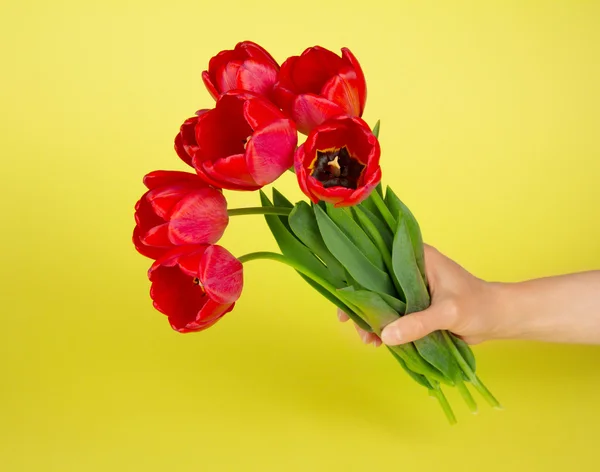 Mão feminina com um buquê de tulipas vermelhas em um fundo amarelo — Fotografia de Stock