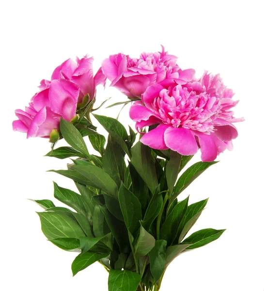 Vacker rosa pioner — Stockfoto