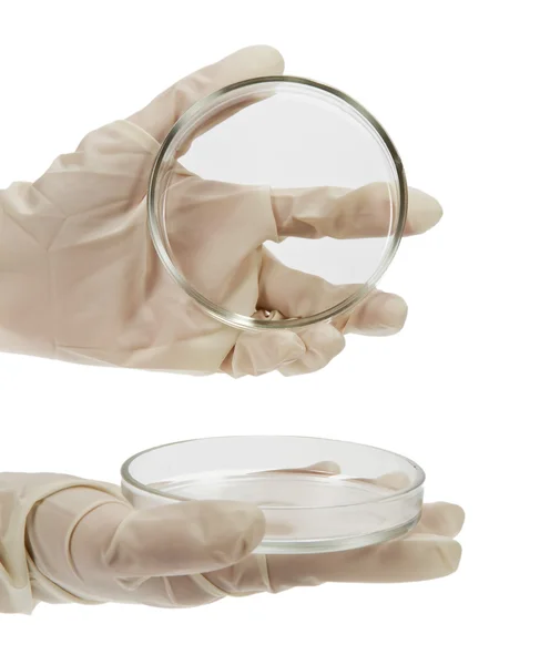 Hands in gloves holding Petri dish isolated on white — Stock Photo, Image