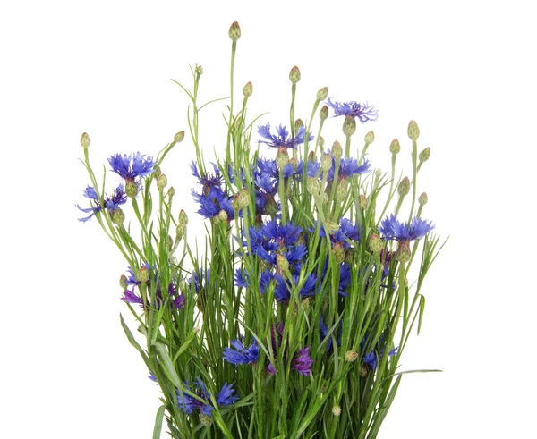 Bouquet of many beautiful cornflowers flowers — Stock Photo, Image